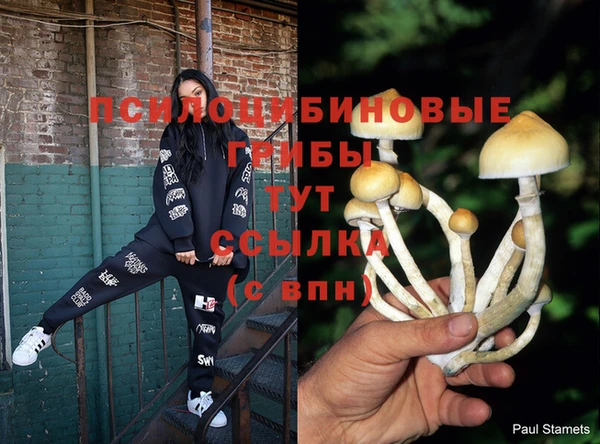 стаф Новодвинск